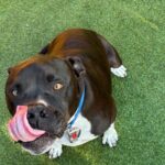 An image of Jax. Jax is a Terrier, Pit Bull.