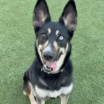 An image of Suki. Suki is a Shepherd/Husky.
