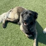 An image of Fiona. Fiona is a Shepherd, Belgian Malinois/Mix.