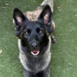 An image of Fiona. Fiona is a Shepherd, Belgian Malinois/Mix.