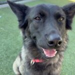 An image of Fiona. Fiona is a Shepherd, Belgian Malinois/Mix.