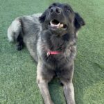 An image of Fiona. Fiona is a Shepherd, Belgian Malinois/Mix.