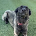 An image of Fiona. Fiona is a Shepherd, Belgian Malinois/Mix.