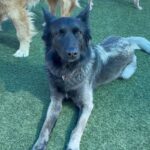 An image of Fiona. Fiona is a Shepherd, Belgian Malinois/Mix.
