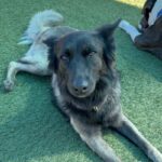 An image of Fiona. Fiona is a Shepherd, Belgian Malinois/Mix.