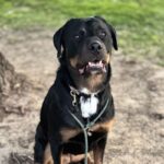 An image of True. True is a Rottweiler/Mix.