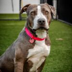 An image of Hope. Hope is a Terrier, American Pit Bull/Mixed Breed (Large).