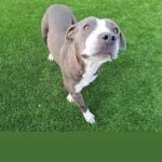 An image of Hope. Hope is a Terrier, American Pit Bull/Mixed Breed (Large).