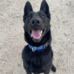 An image of Duke. Duke is a Mixed Breed (Large).