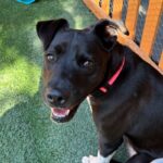 An image of Megan. Megan is a Mixed Breed (Medium).