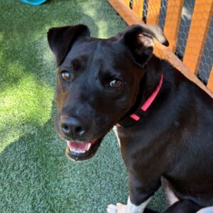 An image of Megan. Megan is a Mixed Breed (Medium).