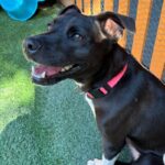 An image of Megan. Megan is a Mixed Breed (Medium).