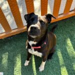 An image of Megan. Megan is a Mixed Breed (Medium).