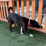 An image of Megan. Megan is a Mixed Breed (Medium).