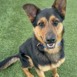 An image of Jerome. Jerome is a Shepherd, German.