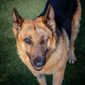 An image of Boy. Boy is a Shepherd, German.