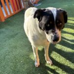 An image of Oscar. Oscar is a Mixed Breed (Medium).