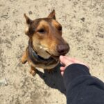 An image of Bruno Mars. Bruno Mars is a Mixed Breed (Large).