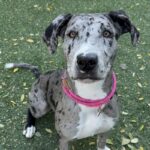 An image of Grace. Grace is a Catahoula Leopard Dog.