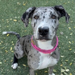 An image of Grace. Grace is a Catahoula Leopard Dog.