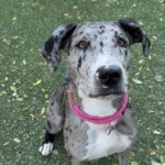 An image of Grace. Grace is a Catahoula Leopard Dog.