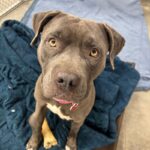 An image of Mabel. Mabel is a Terrier, American Pit Bull.