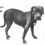 An image of Mabel. Mabel is a Terrier, American Pit Bull.