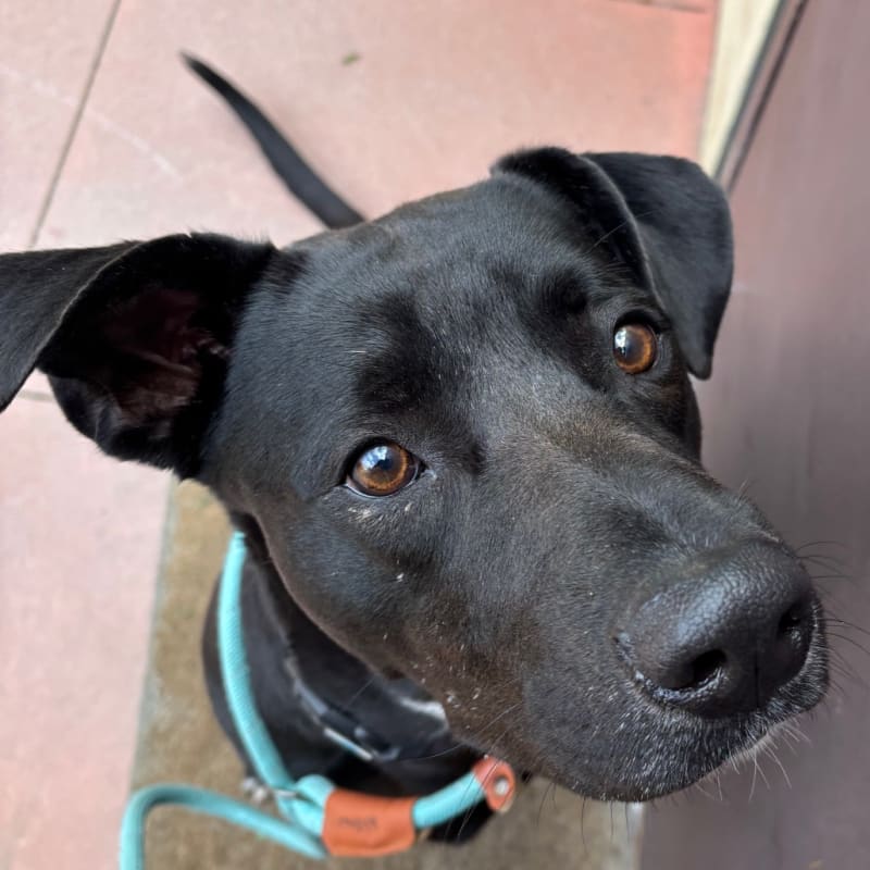 An image of Fancy. Fancy is a Retriever, Labrador.