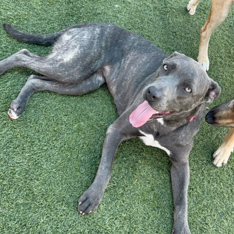 An image of Laurie. Laurie is a Mastiff, Cane Corso.