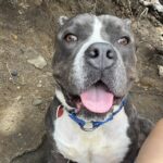 An image of Bruce. Bruce is a Terrier, Pit Bull.