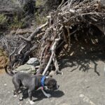 An image of Bruce. Bruce is a Terrier, Pit Bull.