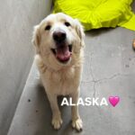 An image of Alaska. Alaska is a Pyrenees, Great.
