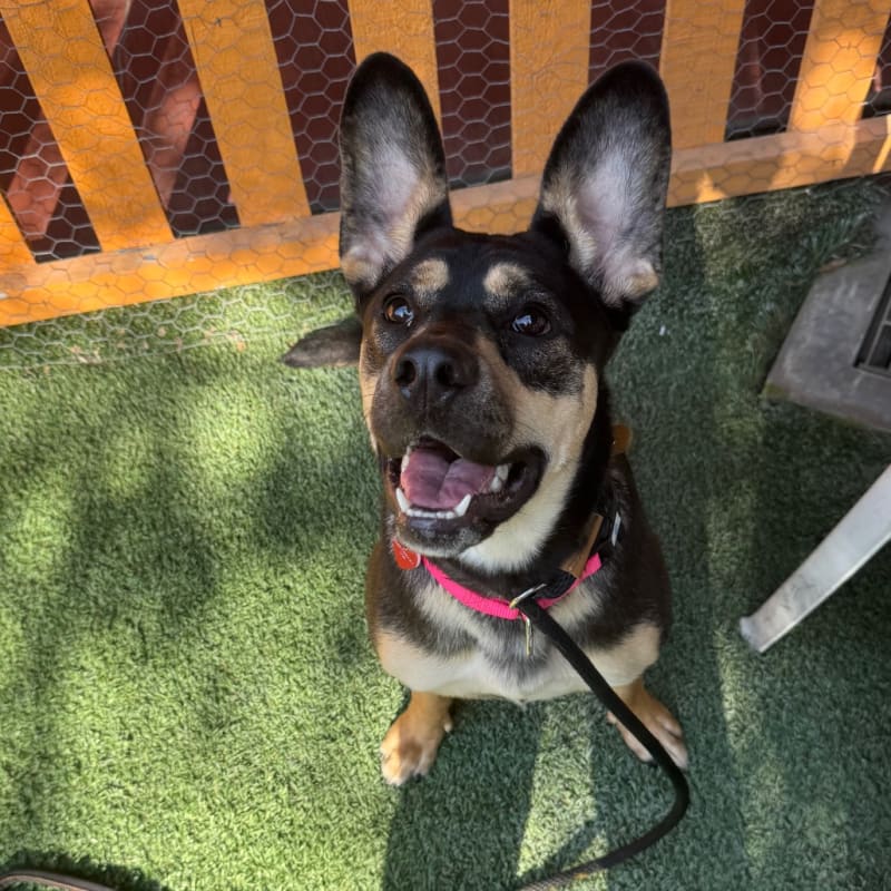 An image of Beatrice. Beatrice is a Shepherd.