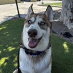An image of Larry. Larry is a Husky.