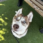 An image of Larry. Larry is a Husky.