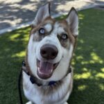 An image of Larry. Larry is a Husky.