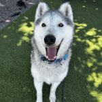 An image of Oats. Oats is a Husky.