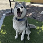 An image of Oats. Oats is a Husky.