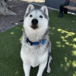 An image of Oats. Oats is a Husky.