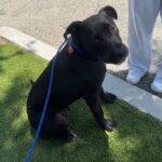 An image of Don Omar. Don Omar is a Retriever, Labrador.