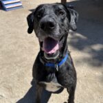 An image of Pepper. Pepper is a Great Dane.