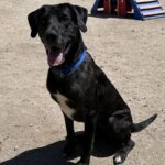 An image of Pepper. Pepper is a Great Dane.