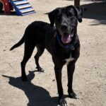 An image of Pepper. Pepper is a Great Dane.
