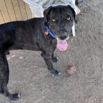 An image of Pepper. Pepper is a Great Dane.