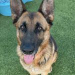 An image of Ava. Ava is a Shepherd, German.