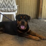An image of Muffin. Muffin is a Rottweiler.