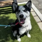 An image of Lyric. Lyric is a Husky.
