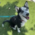 An image of Lyric. Lyric is a Husky.