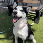 An image of Lyric. Lyric is a Husky.