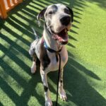 An image of Jericho. Jericho is a Great Dane.